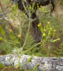 Senecio quadridentatus