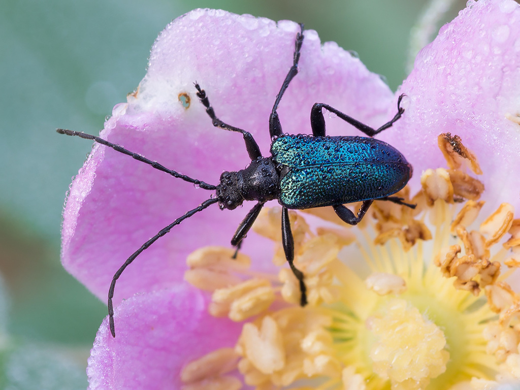 Gaurotes virginea