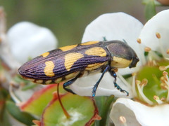 Castiarina adelaidae