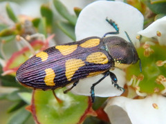 Castiarina adelaidae