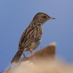 Cisticola cherina