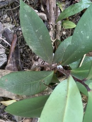 Ardisia brevipedata