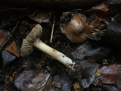 Inocybe albodisca