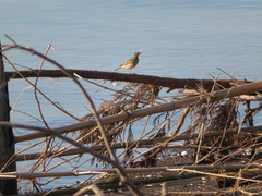 Anthus rubescens japonicus