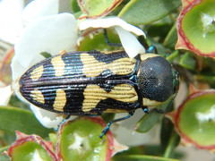 Castiarina adelaidae