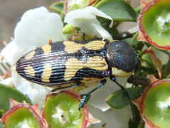 Castiarina adelaidae