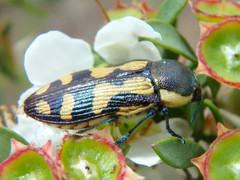 Castiarina adelaidae