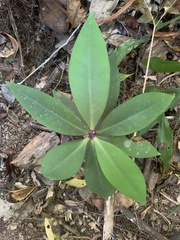 Ardisia brevipedata