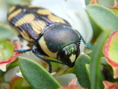 Castiarina adelaidae