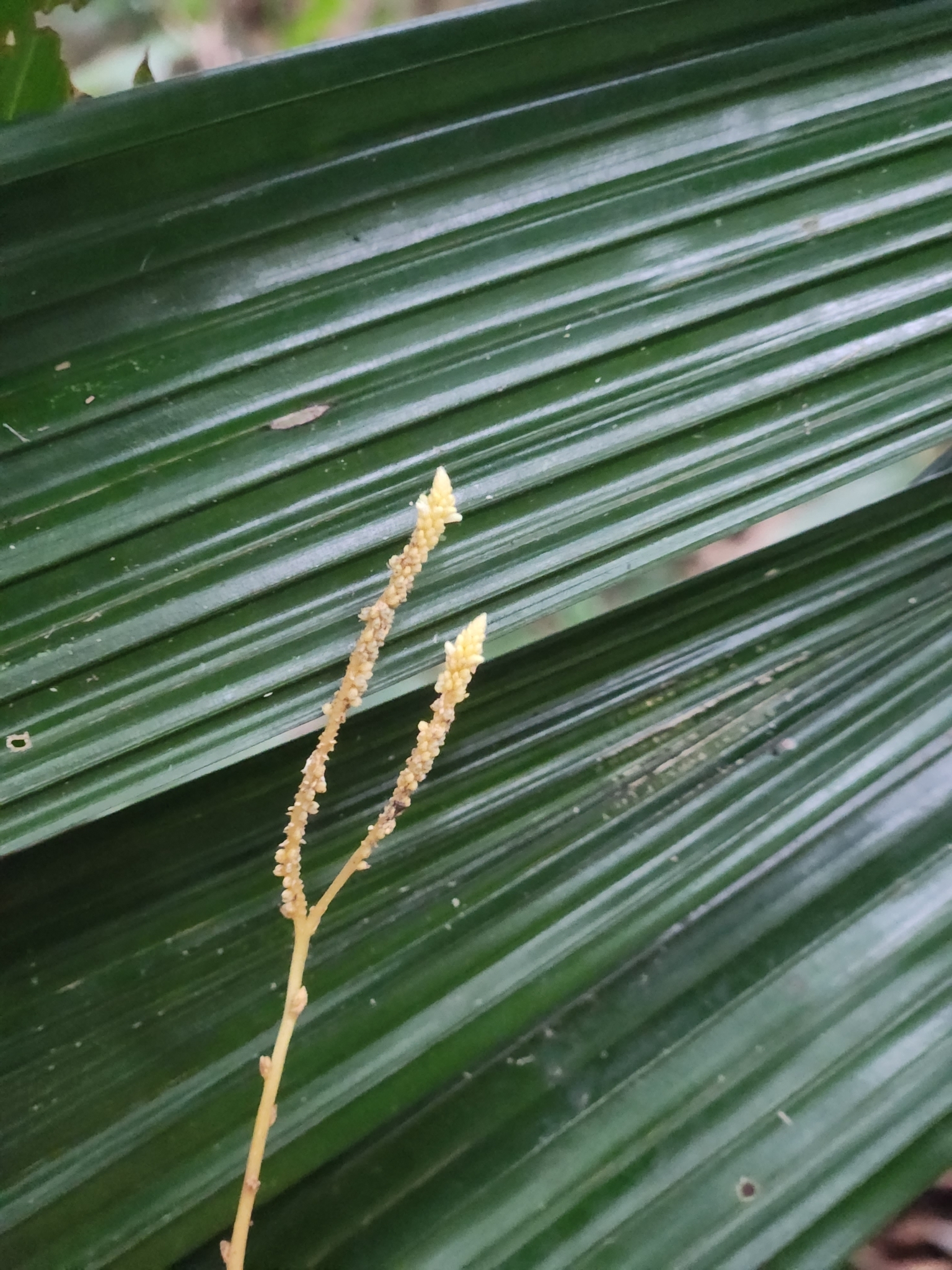 Epirixanthes elongata (Epirixanthes elongata)