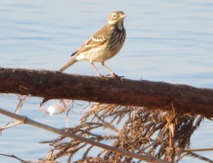Anthus rubescens japonicus