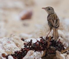 Cisticola cherina