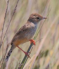 Cisticola cherina
