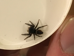 Phidippus johnsoni