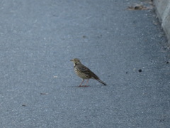 Anthus rubescens japonicus