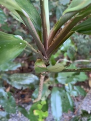 Cordyline cannifolia