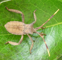 Elasmopoda