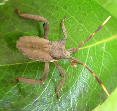 Elasmopoda