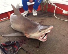 Carcharhinus plumbeus