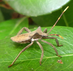 Elasmopoda