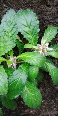 Ajuga taiwanensis