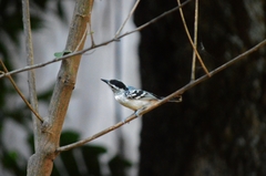 Herpsilochmus atricapillus