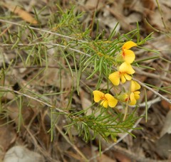 Pultenaea laxiflora