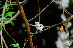 Herpsilochmus atricapillus