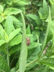 Anasa guttifera
