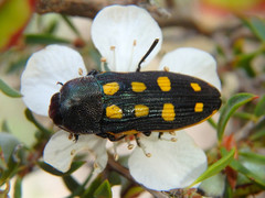 Castiarina xanthopilosa