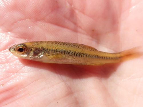 Blacknose Shiner
