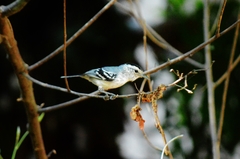 Herpsilochmus atricapillus