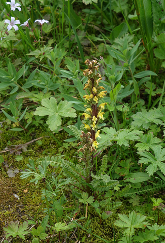 Oeder's lousewort (Pedicularis oederi)
