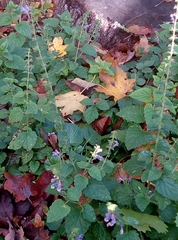 Scutellaria altissima