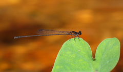 Prodasineura verticalis