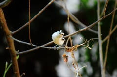 Herpsilochmus atricapillus