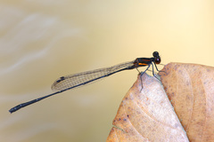 Prodasineura verticalis