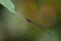 Prodasineura verticalis