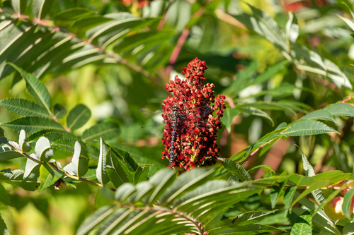 Rhus glabra