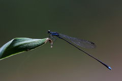 Prodasineura laidlawii