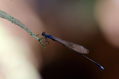 Prodasineura laidlawii