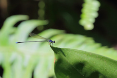 Prodasineura laidlawii