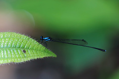 Prodasineura collaris