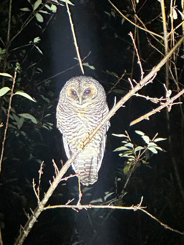 Strix rufipes sanborni