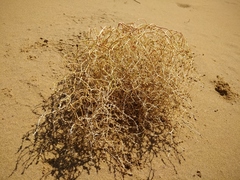 Corispermum orientale