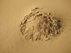 Corispermum orientale