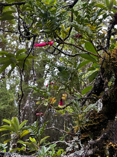 Campsidium valdivianum, photograph 5