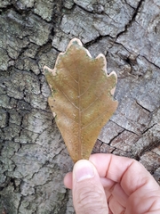 Quercus douglasii