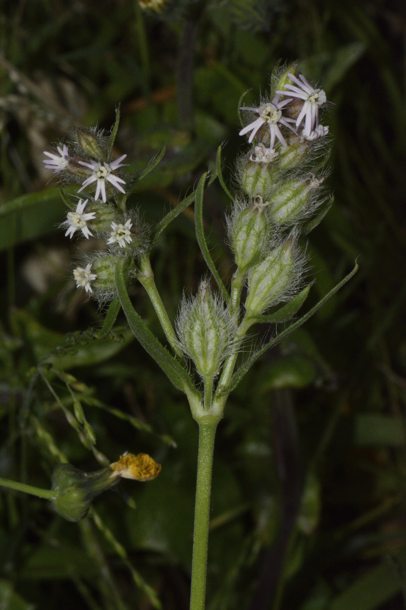 Silene disticha - Growing Guide & Care Tips | BioGardens.org