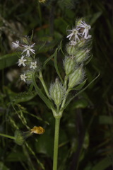 Silene disticha